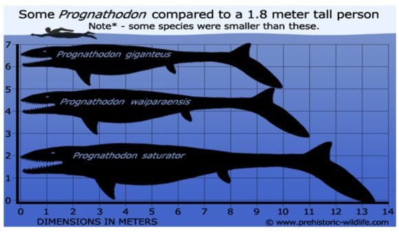 Prognathodon Giganteus